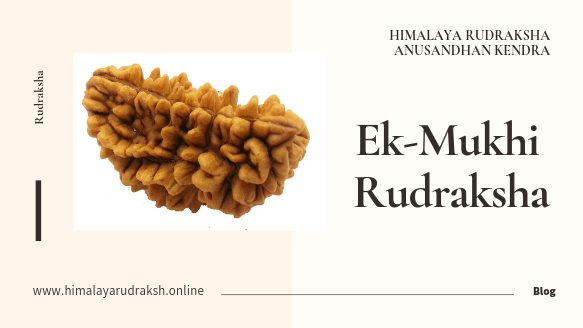 1 Mukhi Rudraksha - Himalaya Rudraksha Anusandhan Kendra
