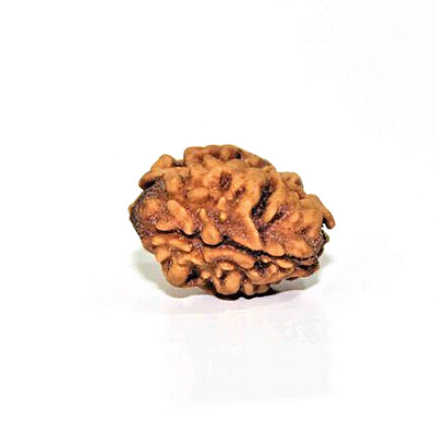 Do Mukhi Rudraksha-benefits-importance-mantras