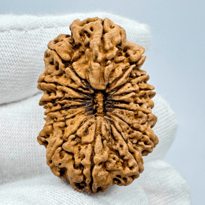 Types of Rudraksha: Complete Guide to 1–14 Mukhi and Their Benefits