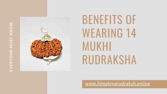BENEFITS OF WEARING 14 MUKHI RUDRAKSHA - Himalaya Rudraksha Anusandhan Kendra