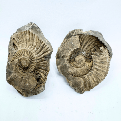 Original Shaligram Stone: Power, Significance and Benefits