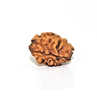Do Mukhi Rudraksha-benefits-importance-mantras - Himalaya Rudraksha Anusandhan Kendra