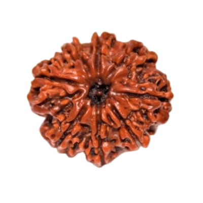 Eight Mukhi Rudraksha "Aath Mukhi rudraksha"-importance-mantra-method-to-wear - Himalaya Rudraksha Anusandhan Kendra