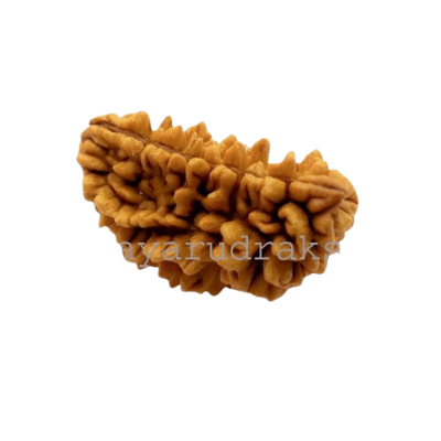 Ek Mukhi Rudraksha-benefits-importance-mantra - Himalaya Rudraksha Anusandhan Kendra