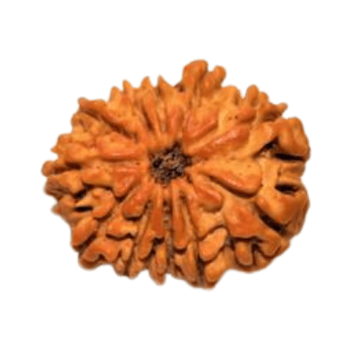 Eleven Mukhi Rudraksha-benefits-importance-mantras-method to wear - Himalaya Rudraksha Anusandhan Kendra