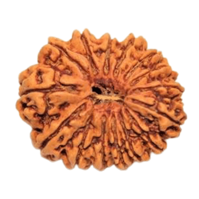 Fifteen Mukhi Rudraksha-benefits-importance-mantra-methods to wear - Himalaya Rudraksha Anusandhan Kendra