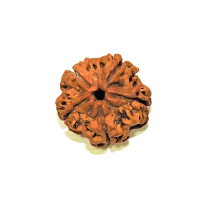 Five Mukhi Rudraksha-Benefits-Importance-Mantra-Method to wear - Himalaya Rudraksha Anusandhan Kendra