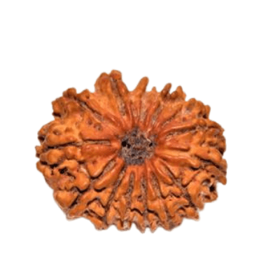 Fourteen Mukhi Rudraksha-Benefits-Importance-Mantra-Method to wear - Himalaya Rudraksha Anusandhan Kendra