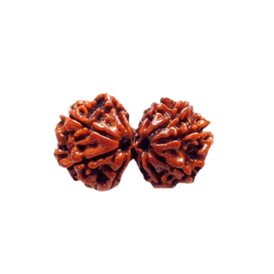 Gaurishankar Rudraksha-benefits-importance-mantra-methods to wear - Himalaya Rudraksha Anusandhan Kendra