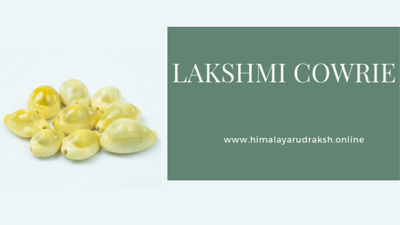 LAKSHMI COWRIE - Himalaya Rudraksha Anusandhan Kendra