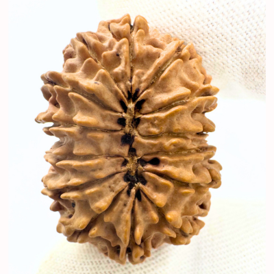 Nepali vs Indonesian Rudraksha: Which One Is Right for You?