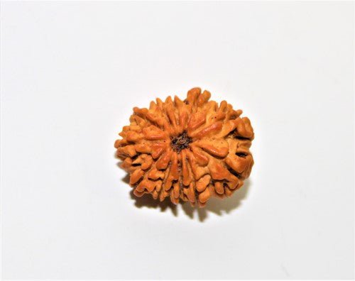 Kumbh Rashi Rudraksha for Success and Peace