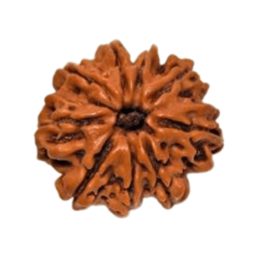 Nine Mukhi Rudraksha-benefits-importance-mantras-method to wear - Himalaya Rudraksha Anusandhan Kendra
