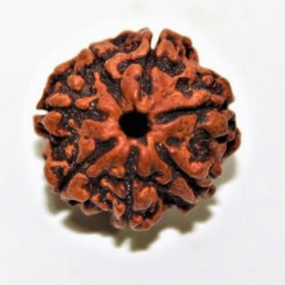 Seven Mukhi Rudraksha "saath Mukhi rudraksha"-importance-mantra-method-to-wear - Himalaya Rudraksha Anusandhan Kendra