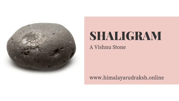 SHALIGRAM - Himalaya Rudraksha Anusandhan Kendra
