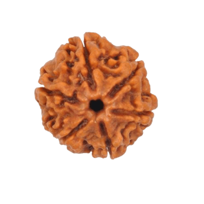 Six Mukhi Rudraksha- Importance-Mantra-Benefits-Method-to-wear - Himalaya Rudraksha Anusandhan Kendra