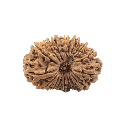 Sixteen Mukhi Rudraksha-benefits-importance-mantra-methods to wear - Himalaya Rudraksha Anusandhan Kendra
