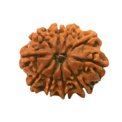 Ten Mukhi Rudraksha-दस मुखी रुद्राक्ष-benefits-importance-mantra-method-to-wear - Himalaya Rudraksha Anusandhan Kendra