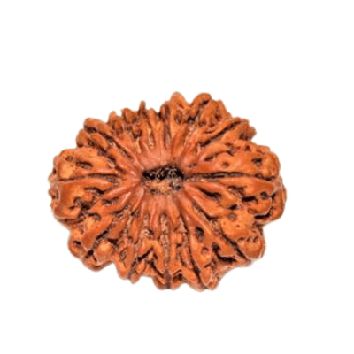 Thirteen Mukhi Rudraksha-Benefits-Importance-Mantra-Method to wear - Himalaya Rudraksha Anusandhan Kendra