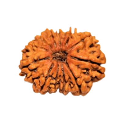 Twelve Mukhi Rudraksha-Benefits-Importance-Mantra-Method to wear - Himalaya Rudraksha Anusandhan Kendra