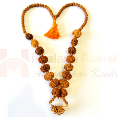 1 - 14 Mukhi Rudraksha Mala ( In Thread) - Himalaya Rudraksha Anusandhan Kendra