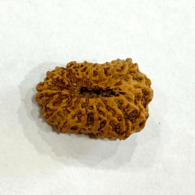 17 Mukhi Rudraksha (Indonesian Origin - 17.05 MM) - Himalaya Rudraksha Anusandhan Kendra