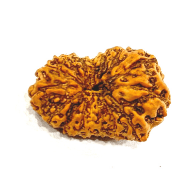 17 Mukhi Rudraksha (Indonesian Origin - 17.05 MM) - Himalaya Rudraksha Anusandhan Kendra