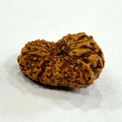 17 Mukhi Rudraksha (Indonesian Origin - 17.05 MM) - Himalaya Rudraksha Anusandhan Kendra