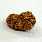 17 Mukhi Rudraksha (Indonesian Origin - 17.05 MM) - Himalaya Rudraksha Anusandhan Kendra