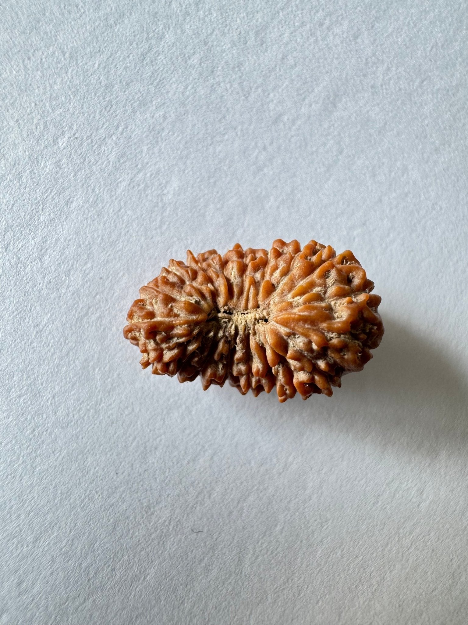 19 Mukhi Rudraksha (Indonesian Origin - 17.53 MM) - Himalaya Rudraksha Anusandhan Kendra