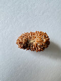 19 Mukhi Rudraksha (Indonesian Origin - 17.53 MM) - Himalaya Rudraksha Anusandhan Kendra