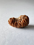 19 Mukhi Rudraksha (Indonesian Origin - 17.53 MM) - Himalaya Rudraksha Anusandhan Kendra