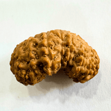 19 Mukhi Rudraksha (Indonesian Origin - 17.53 MM) - Himalaya Rudraksha Anusandhan Kendra