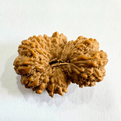 19 Mukhi Rudraksha (Indonesian Origin - 17.53 MM) - Himalaya Rudraksha Anusandhan Kendra