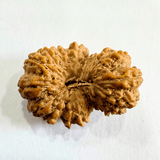 19 Mukhi Rudraksha (Indonesian Origin - 17.53 MM) - Himalaya Rudraksha Anusandhan Kendra