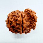 3 Mukhi Sawaar Rudraksha - Himalaya Rudraksha Anusandhan Kendra