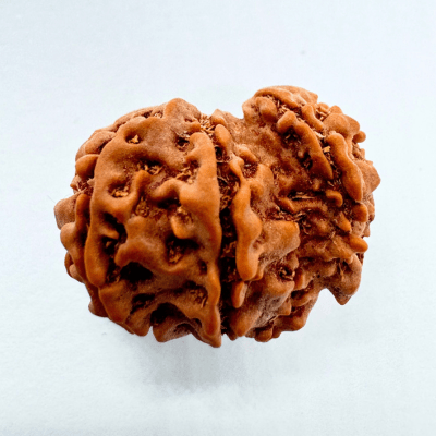 3 Mukhi Sawaar Rudraksha - Himalaya Rudraksha Anusandhan Kendra
