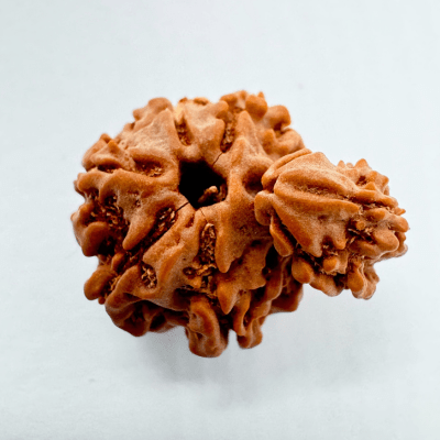 3 Mukhi Sawaar Rudraksha - Himalaya Rudraksha Anusandhan Kendra
