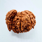 3 Mukhi Sawaar Rudraksha - Himalaya Rudraksha Anusandhan Kendra