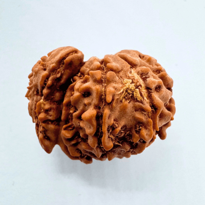 3 Mukhi Sawaar Rudraksha - Himalaya Rudraksha Anusandhan Kendra