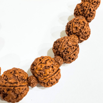 6 Mukhi Rudraksha Mala - Nepali - Himalaya Rudraksha Anusandhan Kendra