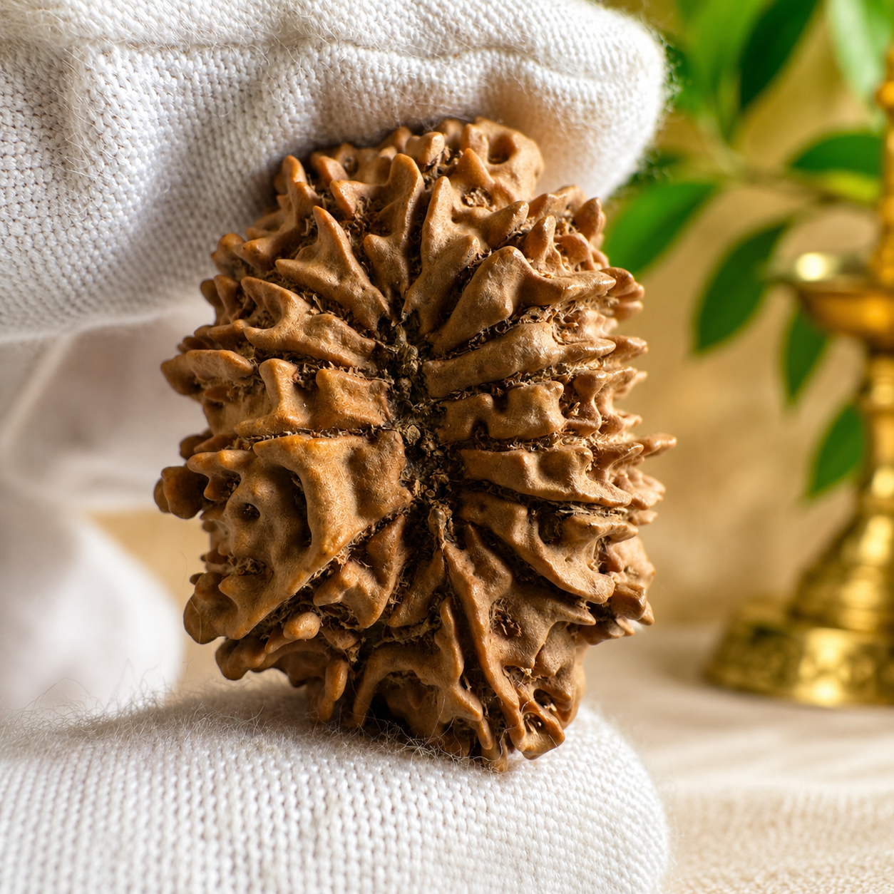Antique 14 Mukhi Rudraksha (Nepal Origin - 33.24 MM | 5.80 Gms)