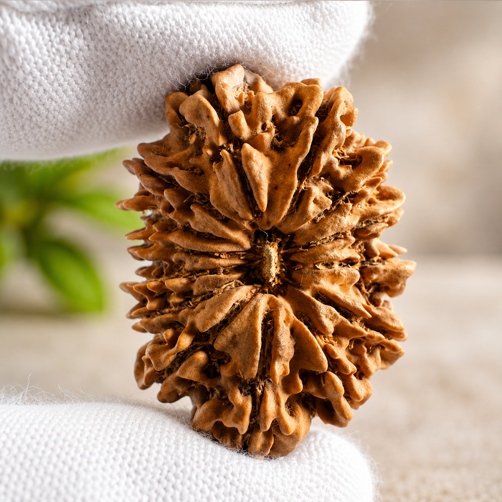 Antique 14 Mukhi Rudraksha (Nepal Origin - 33.24 MM | 5.80 Gms)