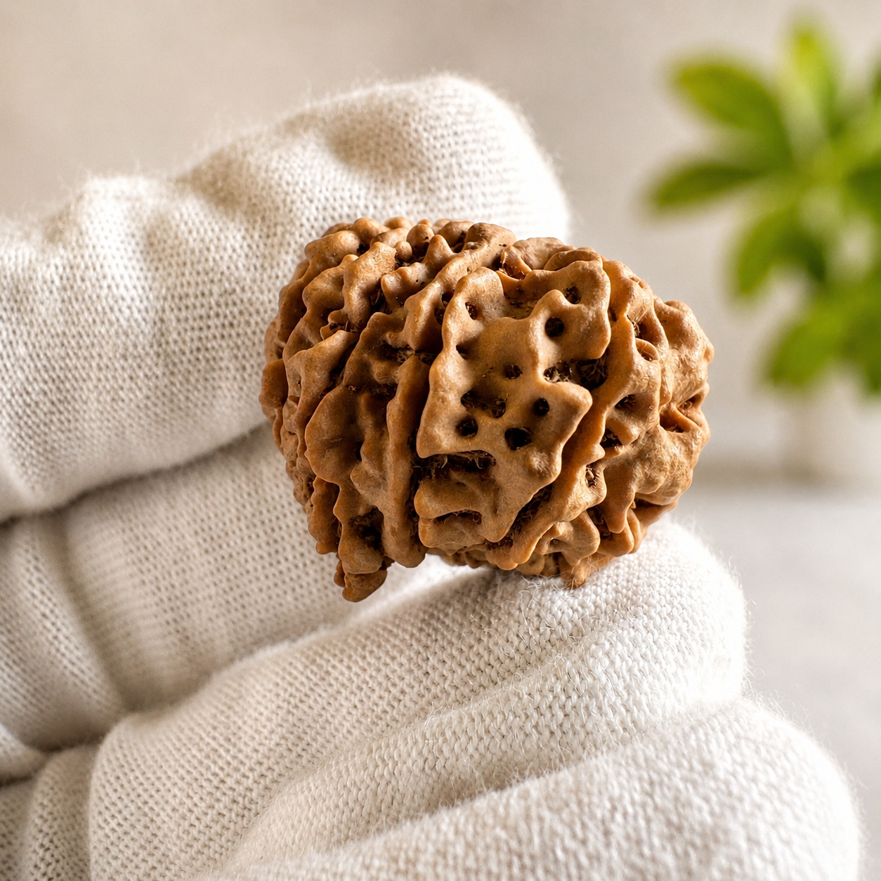 Antique 9 Mukhi Ganesh Rudraksha (Nepal Origin- 29.16 MM | 6.27 Gms) - Himalaya Rudraksha Anusandhan Kendra
