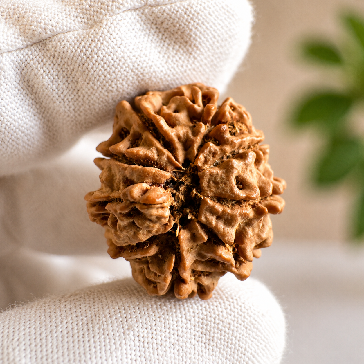 Antique 9 Mukhi Ganesh Rudraksha (Nepal Origin- 29.16 MM | 6.27 Gms) - Himalaya Rudraksha Anusandhan Kendra