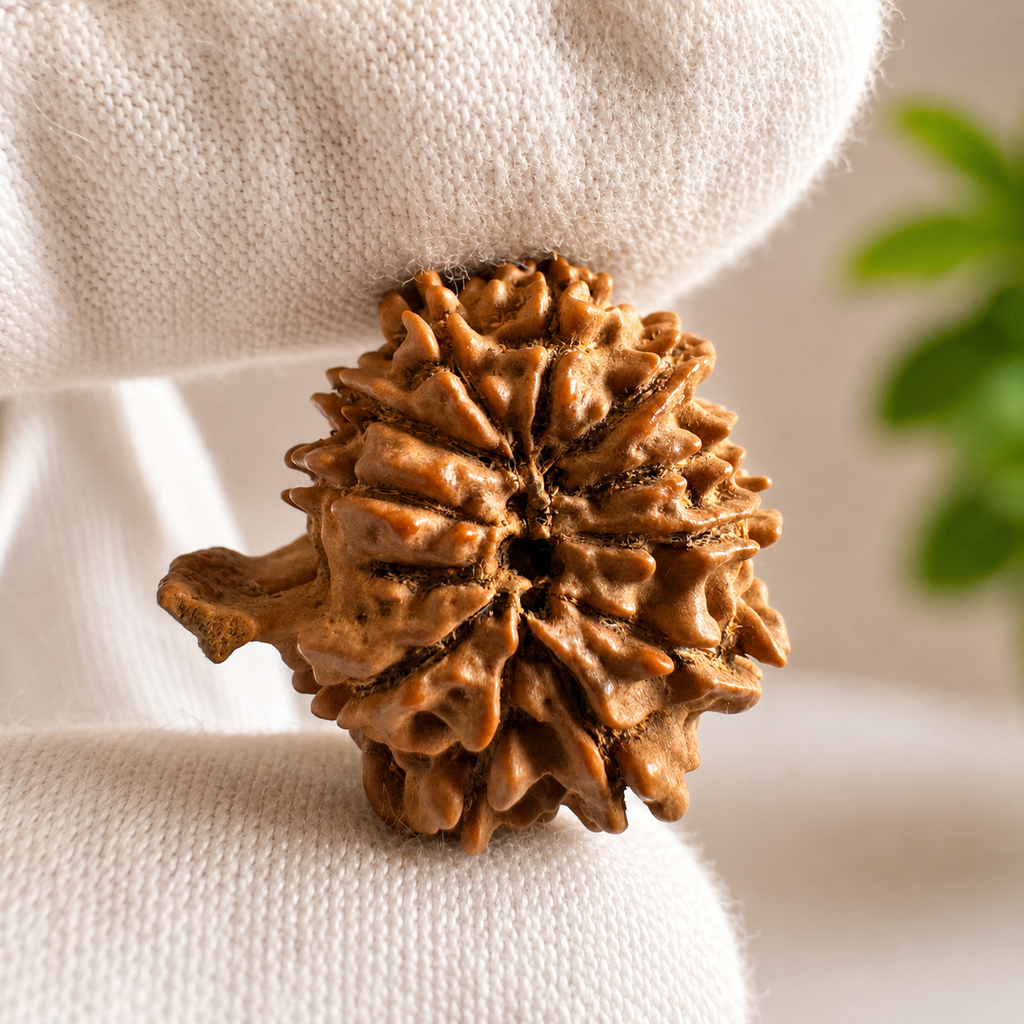 Antique 11 Mukhi Ganesh Rudraksha (Nepal Origin- 24.07 MM | 3.49 Gms) - Himalaya Rudraksha Anusandhan Kendra