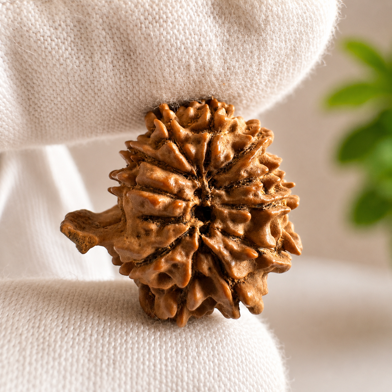 Antique 11 Mukhi Ganesh Rudraksha (Nepal Origin- 24.07 MM | 3.49 Gms) - Himalaya Rudraksha Anusandhan Kendra