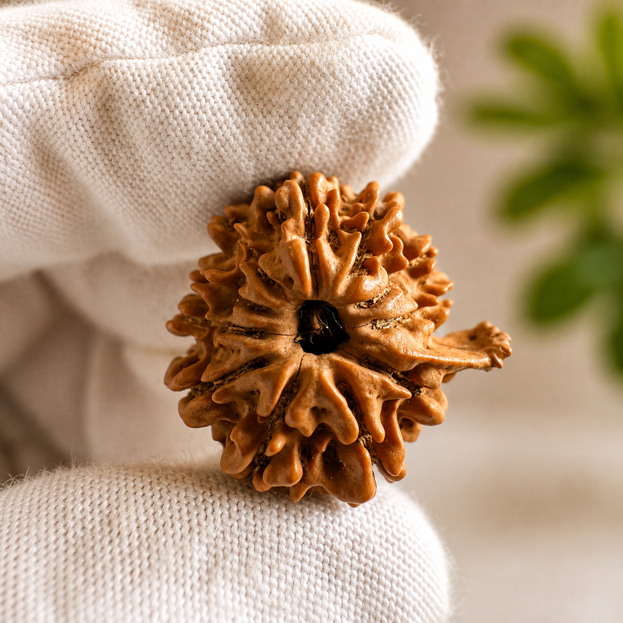 Antique 11 Mukhi Ganesh Rudraksha (Nepal Origin- 24.07 MM | 3.49 Gms) - Himalaya Rudraksha Anusandhan Kendra