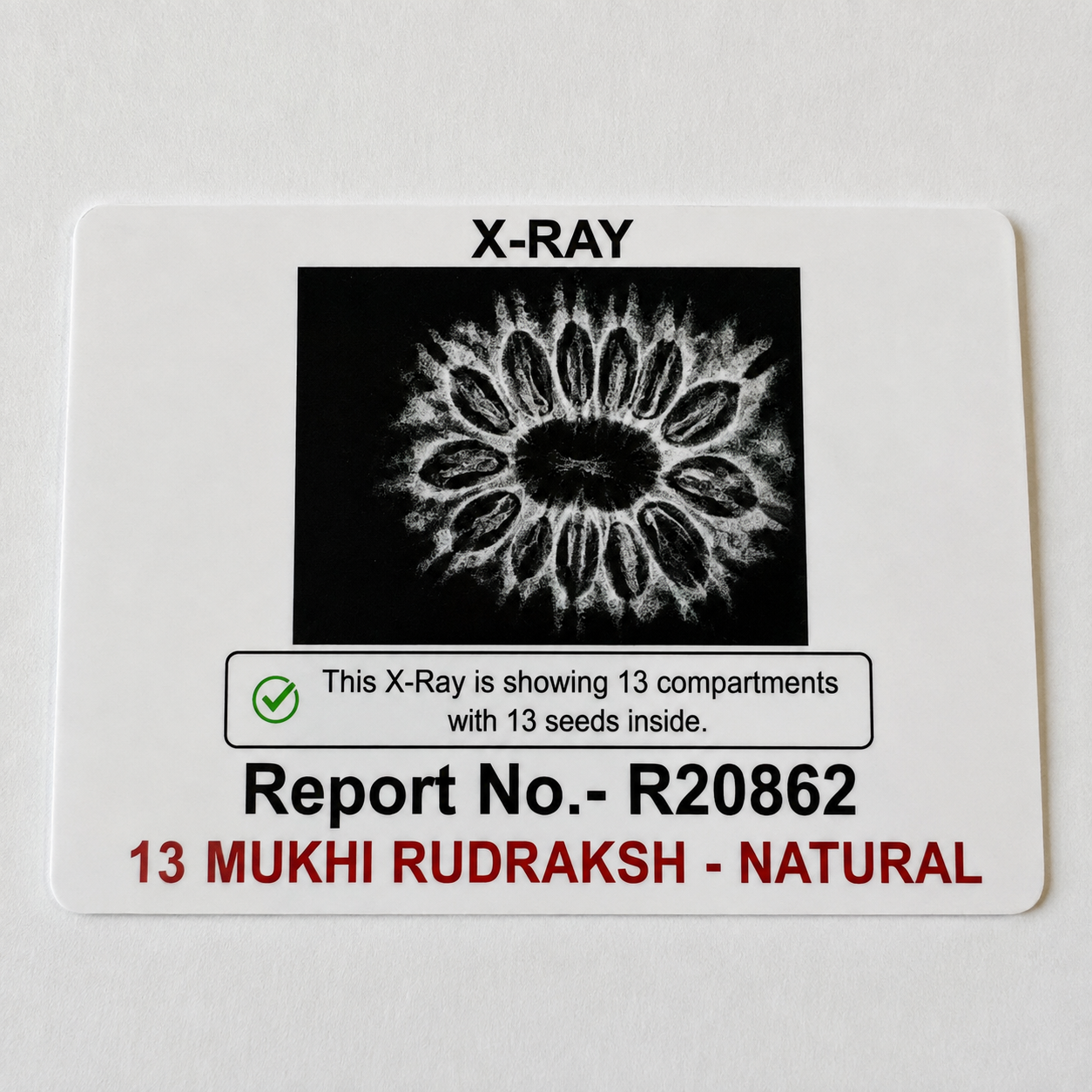 Antique 13 Mukhi Rudraksha with Internal 13 seeds |Nepal Origin - 30.36 MM | 5.35 Gms)