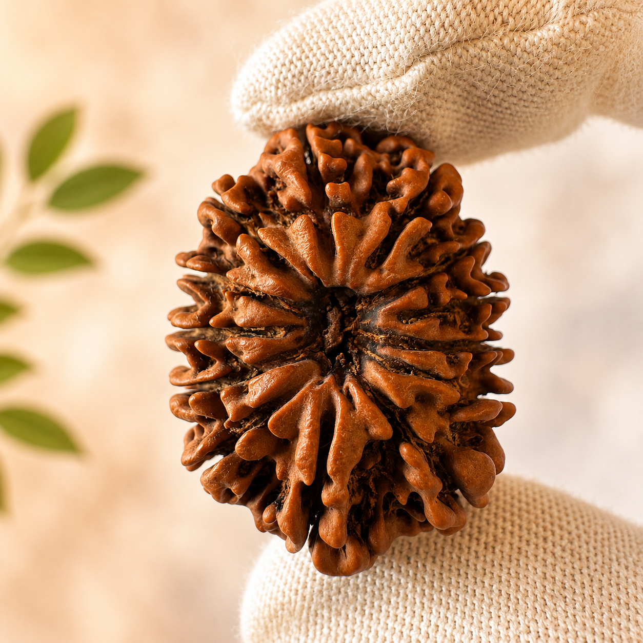 Antique 13 Mukhi Rudraksha with Internal 13 seeds |Nepal Origin - 30.36 MM | 5.35 Gms)